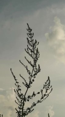 Alang-alang ya da ilalang (Imperata Cylindrica), sivri yapraklı bir çim türüdür.