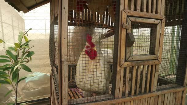ケージに白い羽織られた国内の鶏 — ストック動画