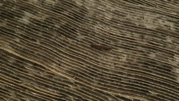 Millipedes Creep Textured Floor — Stock Video