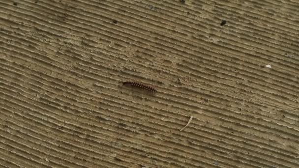千兆虫爬过有纹理的地面 — 图库视频影像