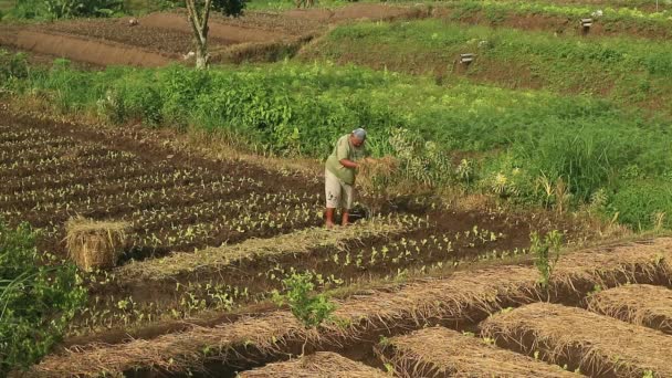 亚洲人在阳光灿烂的日子在田里干活 — 图库视频影像