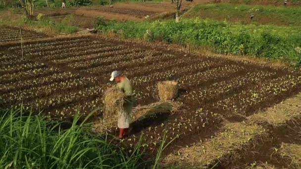 亚洲人在阳光灿烂的日子在田里干活 — 图库视频影像
