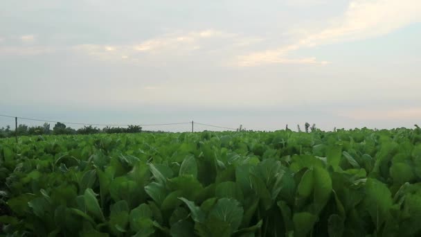 Sawi Hijau Growing Green Mustard Fields Very Popular Side Vegetable — Stock Video