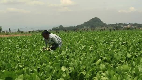 早上农民在田里采摘绿色芥末 — 图库视频影像