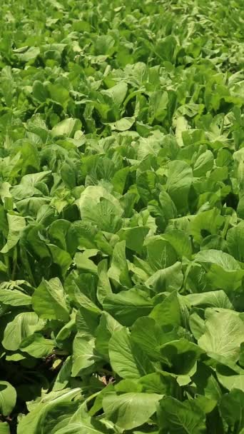 Sawi Hijau Growing Green Mustard Fields Very Popular Side Vegetable — Stock Video