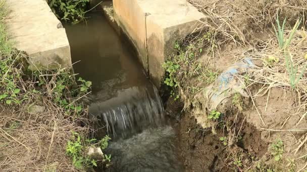 伝統的な水排出規制当局とのパディフィールドのための伝統的な水灌漑運河 新鮮な水が流れ 米のパディーは満たされ 弓で見える — ストック動画