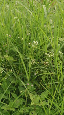 Alang-alang or ilalang (Imperata Cylindrica) is a type of grass with sharp leaves, which often becomes a weed on agricultural land clipart
