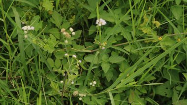 Alang-alang ya da ilalang (Imperata Cylindrica), sivri yapraklı bir çim türüdür.