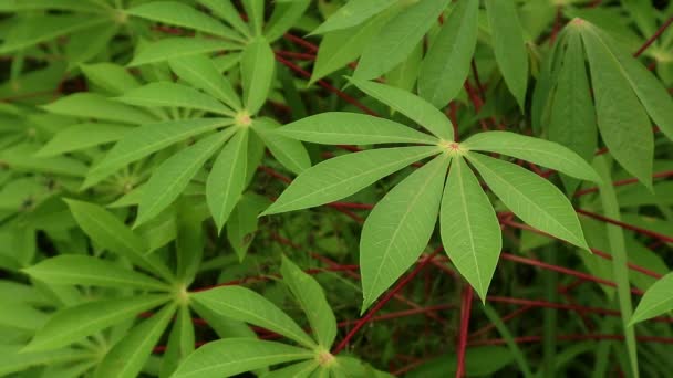 Kaspe Cassava Φύλλα Φυσάει Στον Άνεμο Κόνδυλοι Αναγνωρίζονται Ευρέως Βασικό — Αρχείο Βίντεο