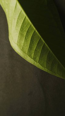 Yeşil yaprağı kapat. Siyah, doğal yeşil ve koyu dokulu arka plan.