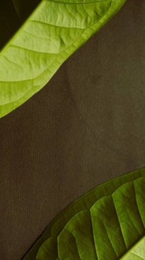 Yeşil yaprağı kapat. Siyah, doğal yeşil ve koyu dokulu arka plan.
