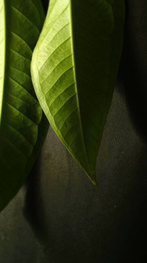 Yeşil yaprağı kapat. Siyah, doğal yeşil ve koyu dokulu arka plan.