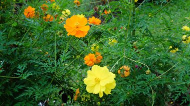 Natural background of Cosmos sulphureus, yellow cosmos flowers blooming in the garden on green background, Aesthetic wallpaper clipart