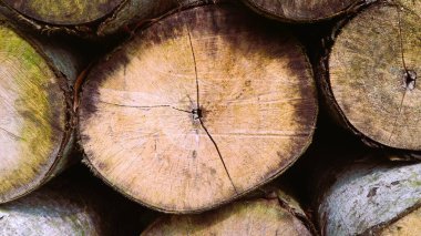 Ahşap kütükler enine kesit dokusu arka planında dilimler