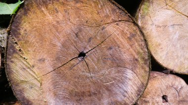 Ahşap kütükler enine kesit dokusu arka planında dilimler