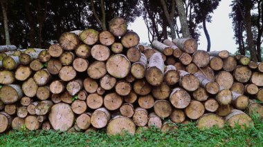 Ağaç gövdeleri, tahta gövdeler çam ağacı, kereste sanayisi. Ağaç yığınları sabah ormansız ormanda gövde yığınları oluşturur. Ormanların yok edilmesi kavramı.