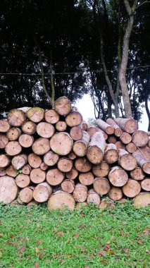 Ağaç gövdeleri, tahta gövdeler çam ağacı, kereste sanayisi. Ağaç yığınları sabah ormansız ormanda gövde yığınları oluşturur. Ormanların yok edilmesi kavramı.