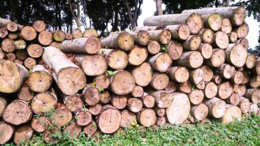 Ağaç gövdeleri, tahta gövdeler çam ağacı, kereste sanayisi. Ağaç yığınları sabah ormansız ormanda gövde yığınları oluşturur. Ormanların yok edilmesi kavramı.