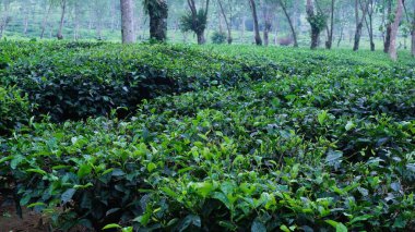 Malang Doğu Java Endonezya 'da büyüyen çay tarlası, yeşil kentsel olmayan manzara, doğal duvar kağıdı