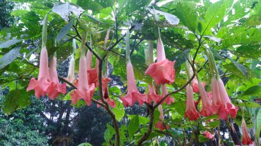 Amethyst, Solanaceae familyasından trompet şeklinde çiçekleri olan bir bitki türü. Beyaz ve / veya mor çiçekleri var. Halüsinasyon etkisi ve coşku hissi yaratır..