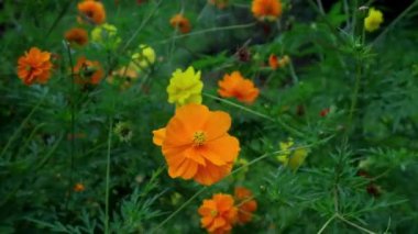 Bahçede çiçek açan Melampodium peludosum, sarı ve yeşil renkli estetik çiçek duvar kağıdı, boşluğu kopyala