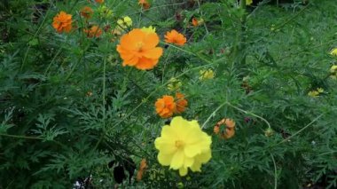 Bahçede çiçek açan Melampodium peludosum, sarı ve yeşil renkli estetik çiçek duvar kağıdı, boşluğu kopyala