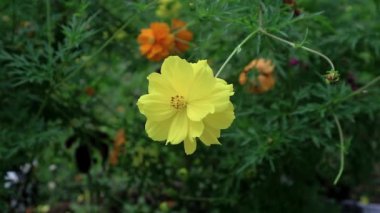 Bahçede çiçek açan Melampodium peludosum, sarı ve yeşil renkli estetik çiçek duvar kağıdı, boşluğu kopyala