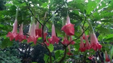 Ametist, Solanaceae ailesinin çiçek açan bitkisi, trompet şeklindeki çiçeklerle süslemeli bir bitki. Beyaz ve / veya mor çiçekleri var. Halüsinasyon etkisi ve coşku hissi yaratır..