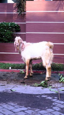 Keçi (kambing qurban), Endonezya 'daki İslam geleneği olan Kurban Bayramı' nda kurban hazırlığı için