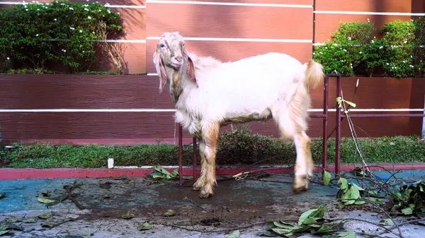 stock image Goat (kambing qurban) for the preparation of sacrifices on Eid al-Adha, moslem tradition in Indonesia