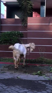 Keçi (kambing qurban), Endonezya 'daki İslam geleneği olan Kurban Bayramı' nda kurban hazırlığı için