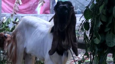 Keçi (kambing qurban), Endonezya 'daki İslam geleneği olan Kurban Bayramı' nda kurban hazırlığı için