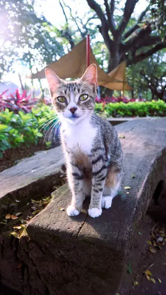 Kamu parkında yürüyen beyaz ve siyah kedi.
