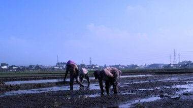 Çiftlik mevsiminde tarlaya pirinç eken Asyalı kadın çiftçi mavi gökyüzü arka planlı, kopyalama alanı