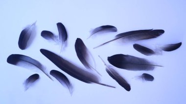 Çeşitli kuş tüyü izole edilmiş beyaz arkaplan, boşluğu kopyala