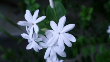 4K video Jasminum officinale flower, Oleaceae familyasından, genellikle Endonezya 'da bulunan Bunga Melati familyasından bir bitki türü.