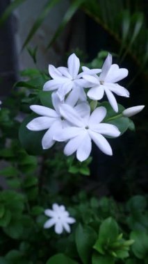 Jasminum officinale flower at the garden, Oleaceae familyasından, genellikle Endonezya 'da bulunan Bunga Melati familyasından bir bitki türü.