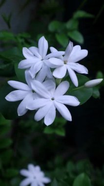 Jasminum officinale flower at the garden, Oleaceae familyasından, genellikle Endonezya 'da bulunan Bunga Melati familyasından bir bitki türü.