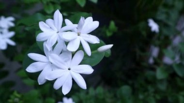Jasminum officinale flower at the garden, Oleaceae familyasından, genellikle Endonezya 'da bulunan Bunga Melati familyasından bir bitki türü.