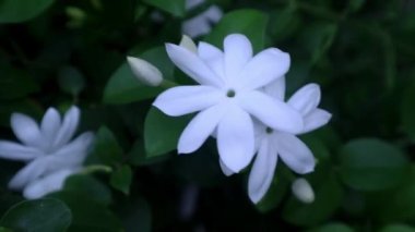 Jasminum officinale flower at the garden, Oleaceae familyasından, genellikle Endonezya 'da bulunan Bunga Melati familyasından bir bitki türü.