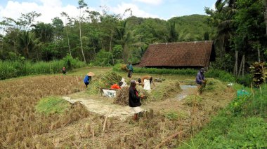 Indonesian farmers traditionally cultivate rice, embracing green agriculture and rural slow living. Asian farmers practice sustainable rice farming, promoting green living and a slow rural lifestyle. clipart