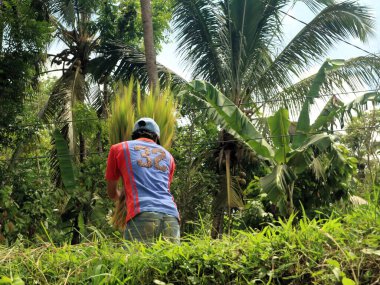 Indonesian farmers traditionally cultivate rice, embracing green agriculture and rural slow living. Asian farmers practice sustainable rice farming, promoting green living and a slow rural lifestyle. clipart