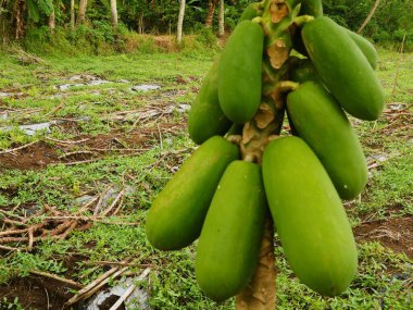Olgunlaşmamış papaya meyvesi, çeşitli mutfaklarda besleyici bir sebze. Yeşil papaya Asya yemeklerinde sağlıklı bir sebze olarak kullanılır.. 