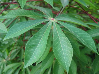Tarlada yetişen Cassava bitkileri, temel gıda mahsulleri. Hasata hazır, bereketli tarım arazilerinde kasava bitkileri yetişiyor..