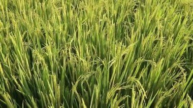 Olgunlaşmamış tahıllı yeşil pirinç tarlası, canlı bir tarım arazisi, taze pirinç taneleri, kentsel olmayan yeşil manzara.