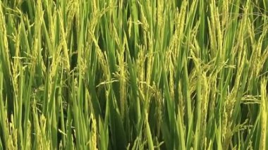 Olgunlaşmamış tahıllı yeşil pirinç tarlası, canlı bir tarım arazisi, taze pirinç taneleri, kentsel olmayan yeşil manzara.