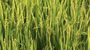 Olgunlaşmamış tahıllı yeşil pirinç tarlası, canlı bir tarım arazisi, taze pirinç taneleri, kentsel olmayan yeşil manzara.