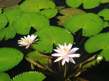 Blooming Nymphaea or water lily in a pond: a beautiful aquatic flower. Nymphaea water lilies blooming in a serene pond setting. Nymphaea with broad leaves and vibrant blooms on a pond surface. clipart