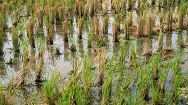 Hasattan sonra pirinç tarlaları, hasattan sonra pirinç tarlaları, bitki kalıntıları ve ıslak toprak yüzeyiyle dolup taşar..