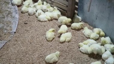 Tavuk çiftliğinde çok sayıda yavru tavuk, evcil hayvan, genç girişimciler için iş fırsatı